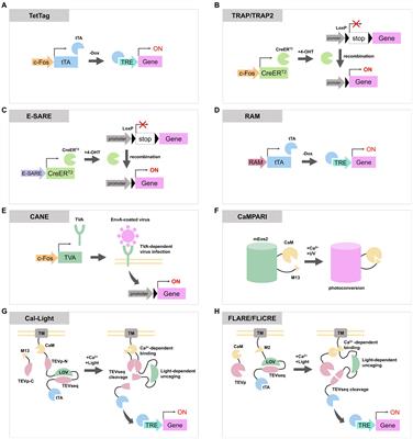 Molecular tools to capture active neural circuits